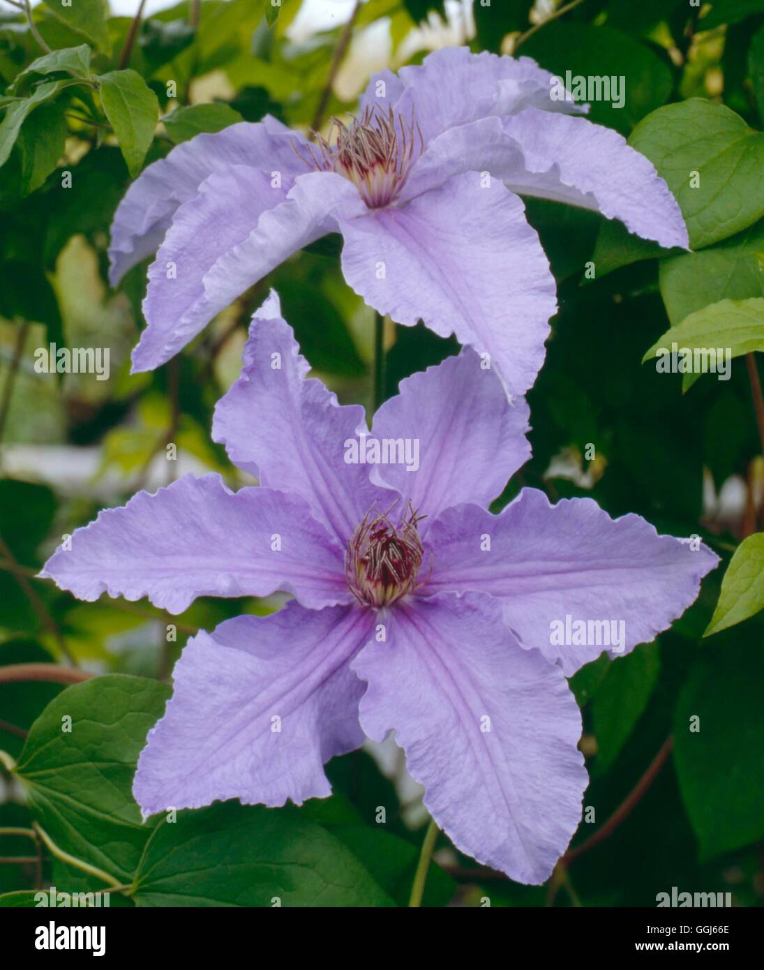 Clematis - `Prins Hendrik'   CLE014745 Stock Photo